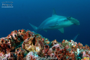 Hammerhead near turn @ Coco Island
Nikon D80 with 15mm l... by Pedro Padilla 